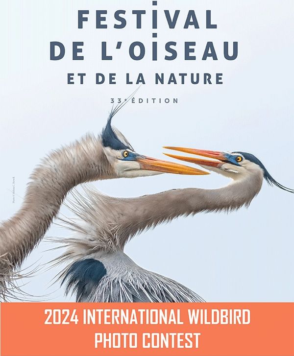 3091_2024-international-wildbird-photo-competition_thb